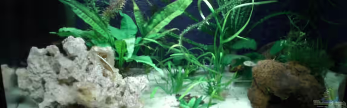 Becken 4658 von Toda