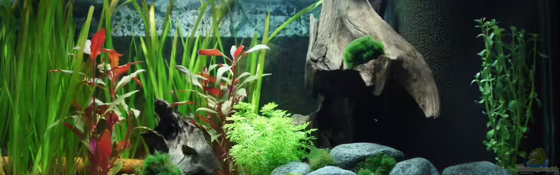 Becken 4671 von E.KREMER