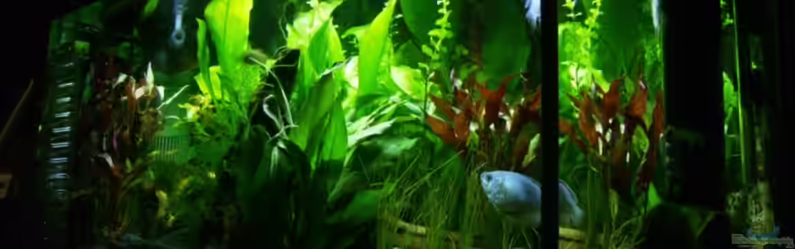 Becken 4675 von Daniel Löhr