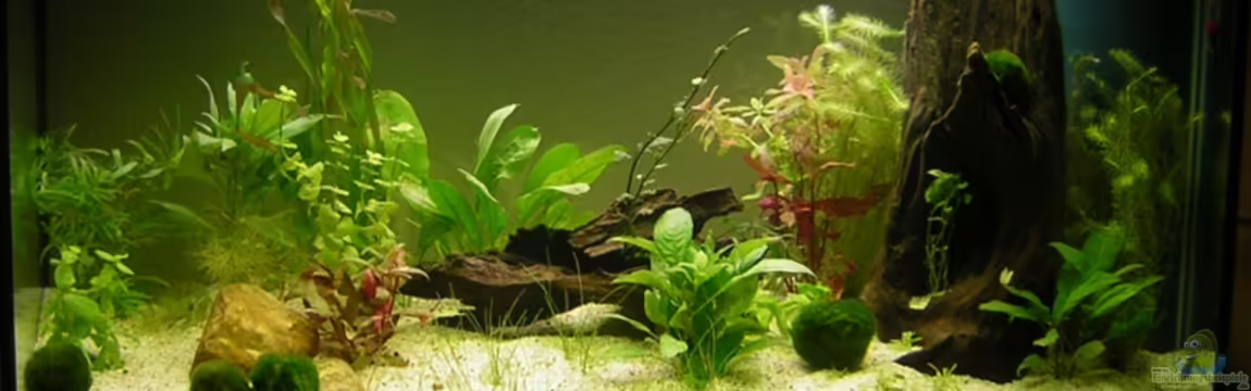 Becken 4694 von Ronny Meyer