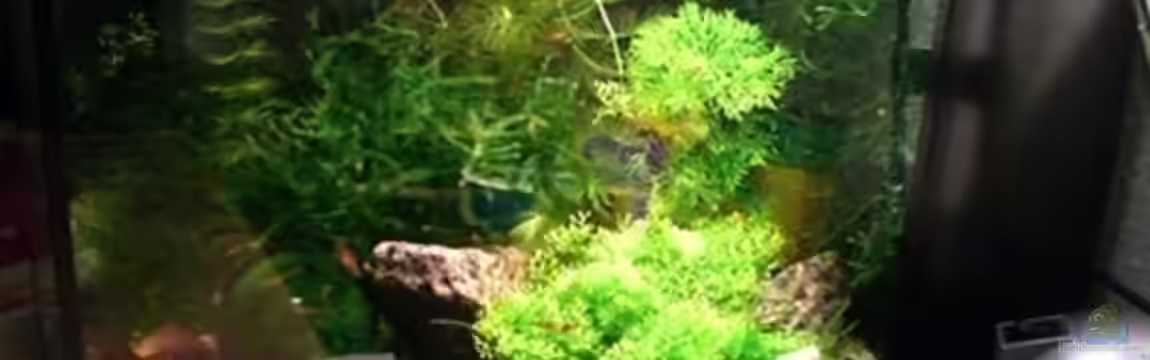 Becken 4706 von Michael Boysen