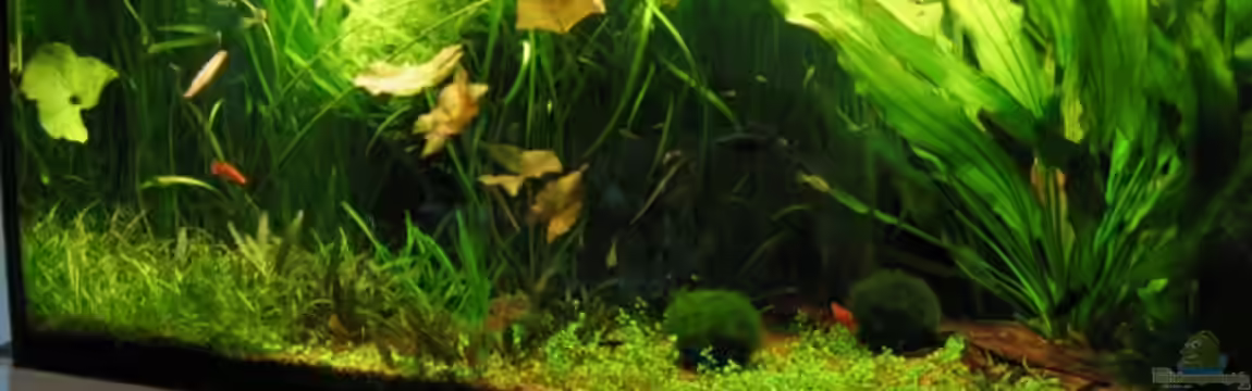 Becken 472 von Markus Riedel