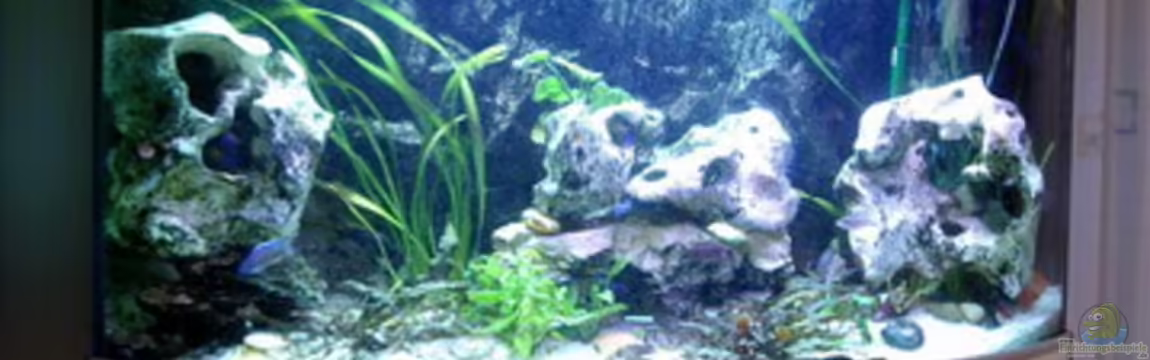 Becken 4728 von Krebstante4373