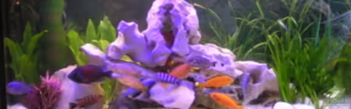 Becken 474 von Benjamin Burzlaff