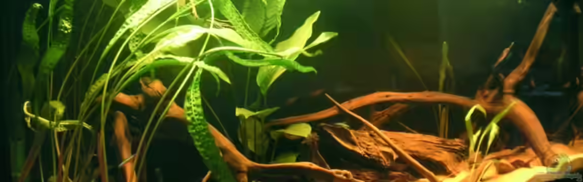 Becken 4750 von Sebastian Zunhammer