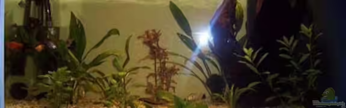 Becken 4771 von Patrick Will