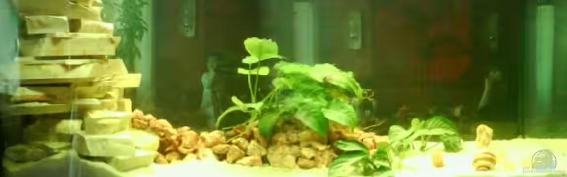 Becken 4772 von Sabine Kemmet