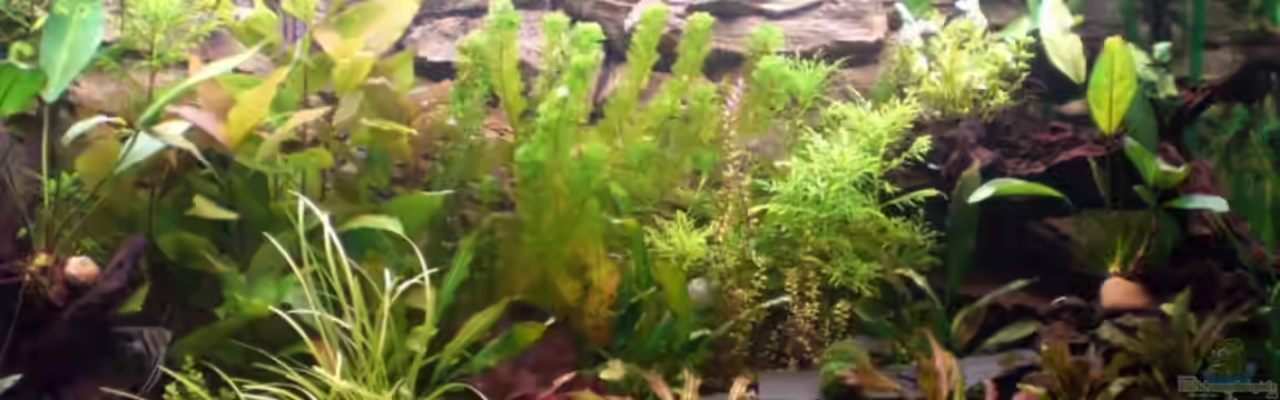 Becken 4803 von Michael Kompter