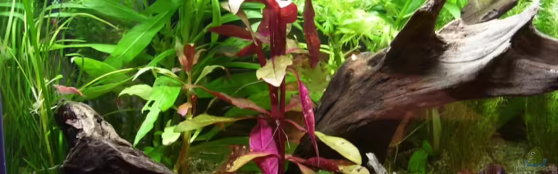 Becken 4841 von Renate Schmitz