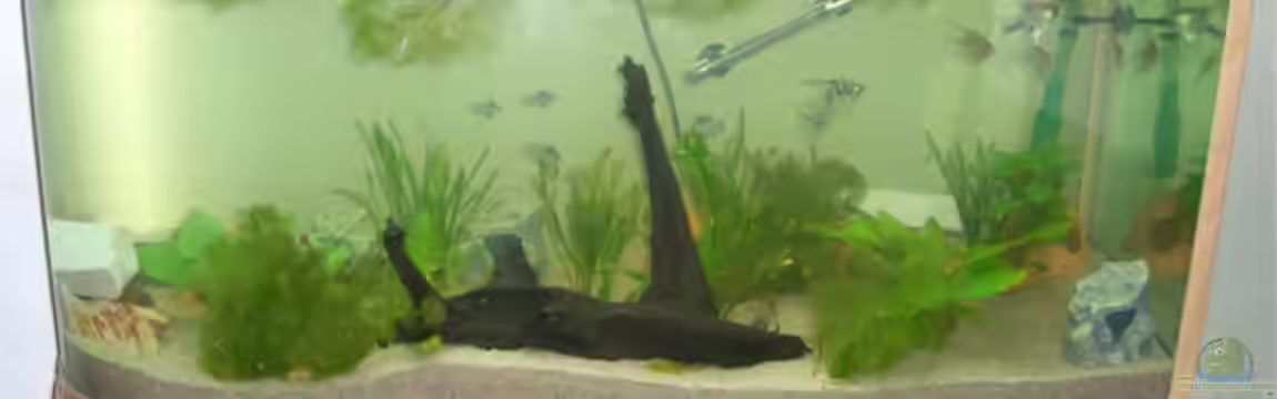 Becken 4849 von Andreas Müller