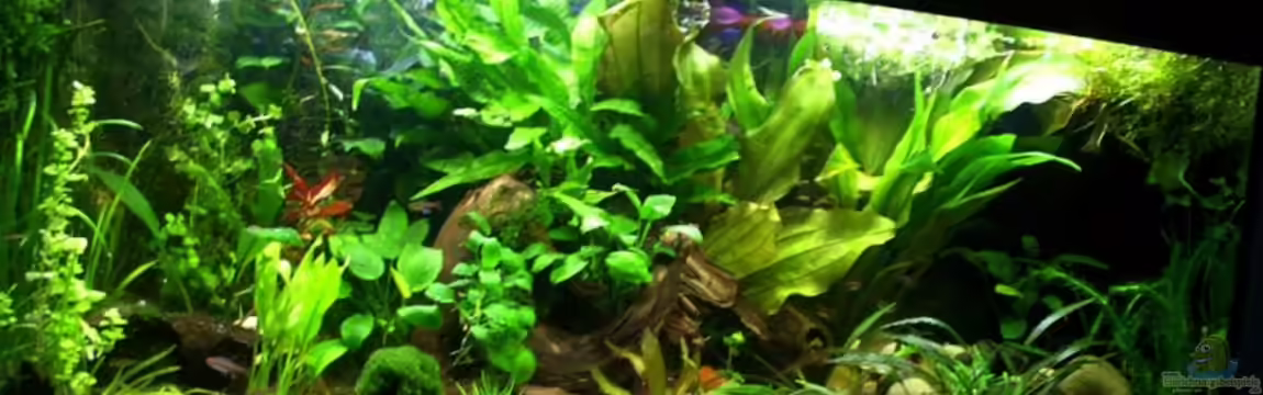 Becken 4862 von Tamara Kamgang