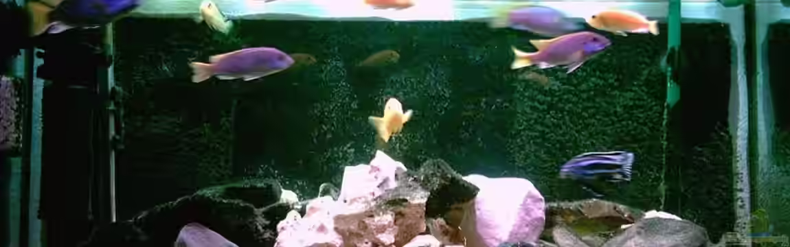 Becken 488 von Dennis Riedel