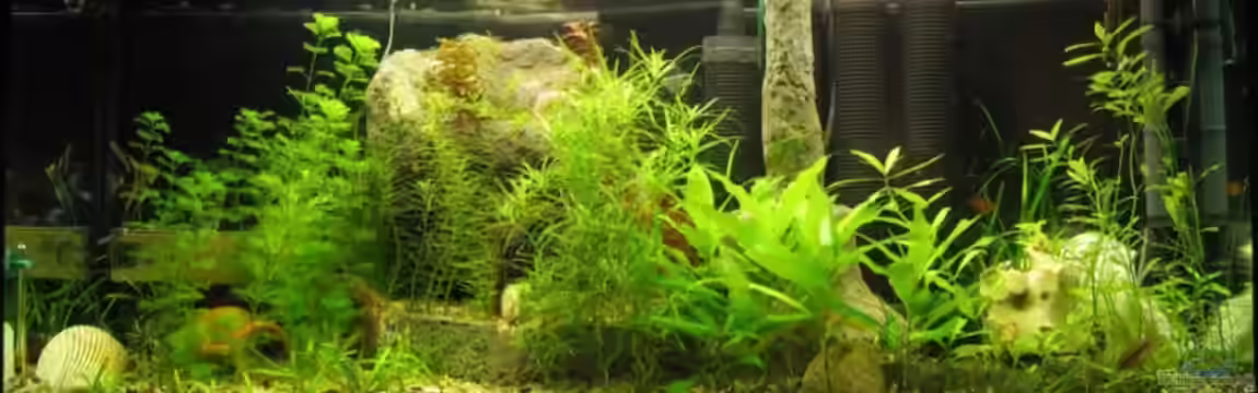 Becken 4881 von Engelbert Rupnow