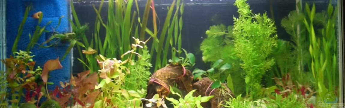 Becken 4889 von Gerd Bunge