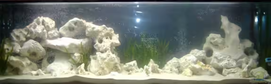 Becken 4902 von Steffen Helbig