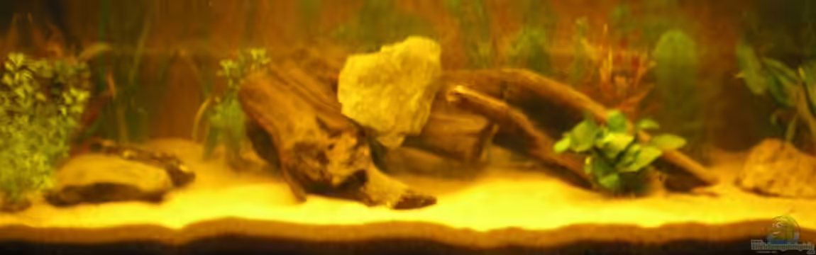 Becken 4931 von Franz Berger