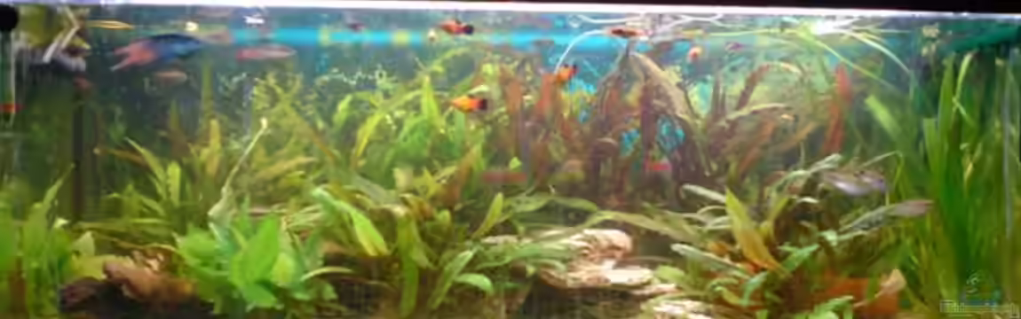 Becken 4932 von Matthias Ulrich