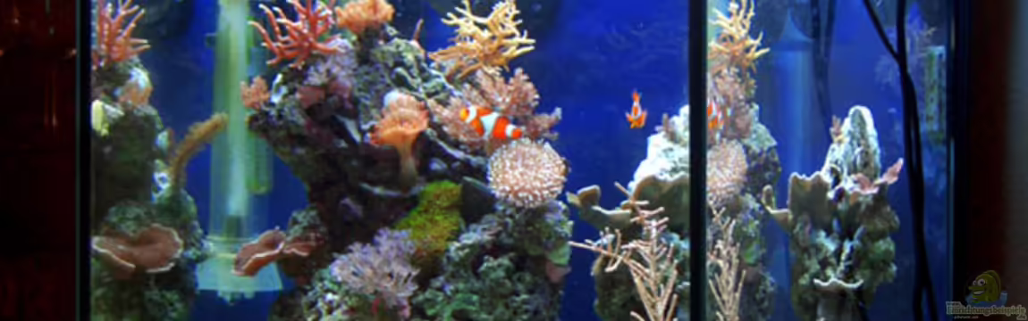 Becken 4934 von Hendrik Hartwig