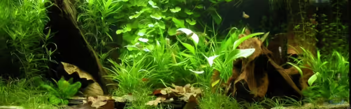 Becken 4947 von Monique Martin