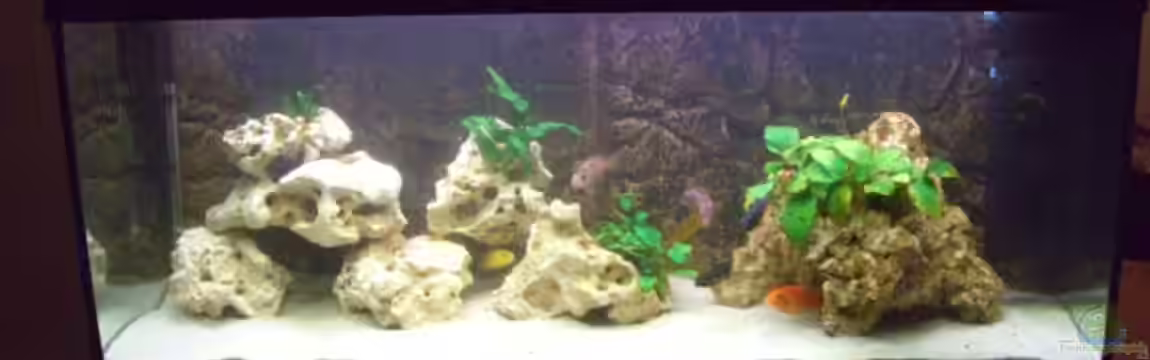 Becken 4958 von Oliver Günzl