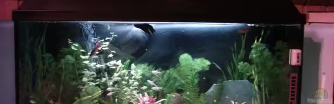 Becken 4959 von Maximilian Hesse