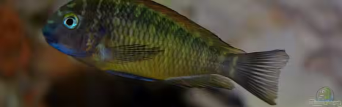 Becken 496 von Marcus Schneider