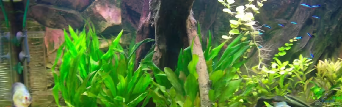 Becken 4971 von Lini