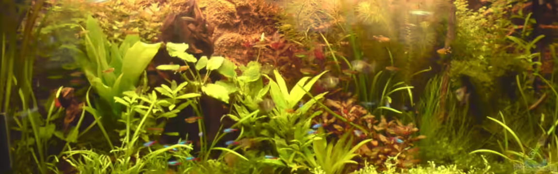 Becken 4999 von stevo27