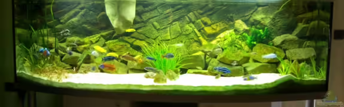 Becken 5026 von Nico A.