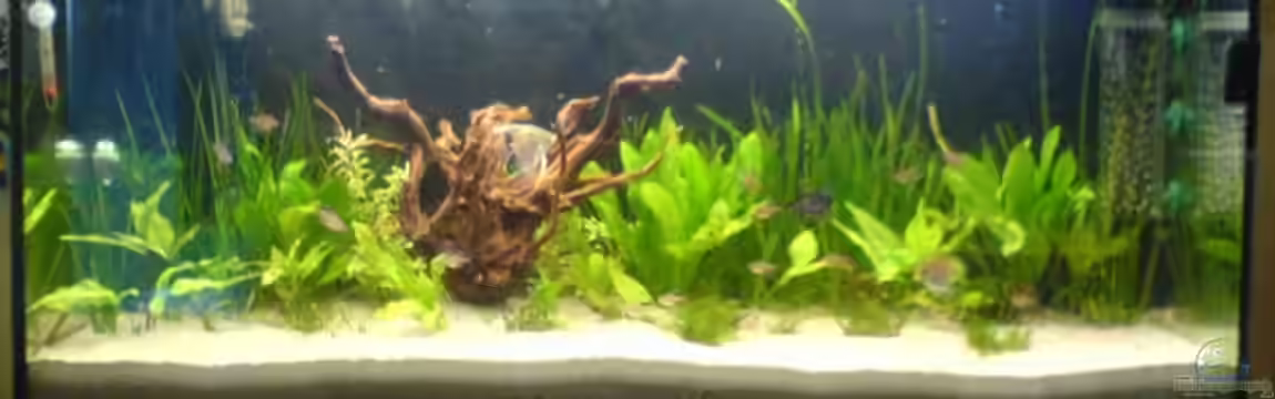 Becken 5040 von Daniel Kroppenberg