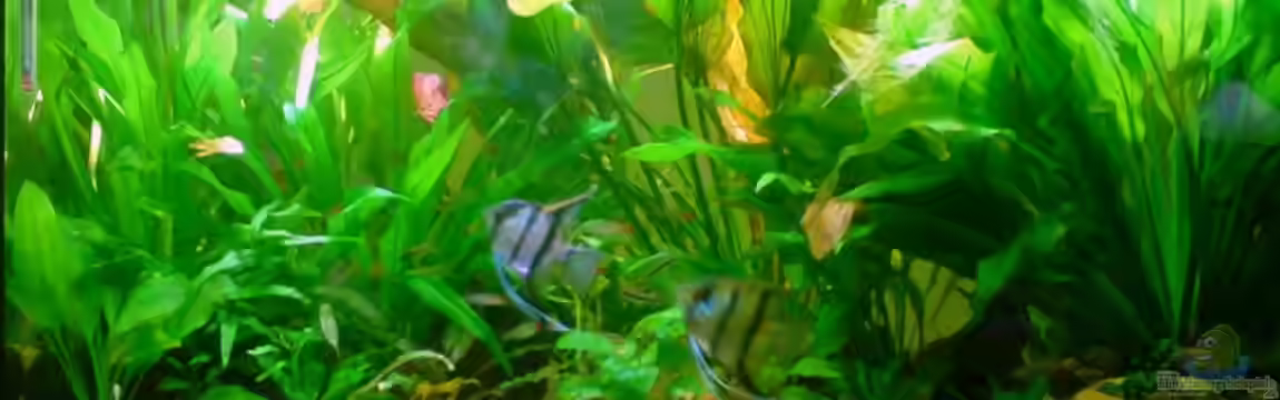 Becken 5064 von Tom Prpic