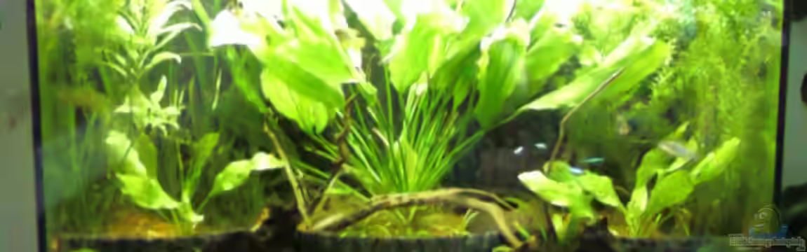 Becken 5067 von Freddy Burghartz