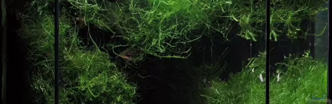 Becken 5068 von Andreas Zitt