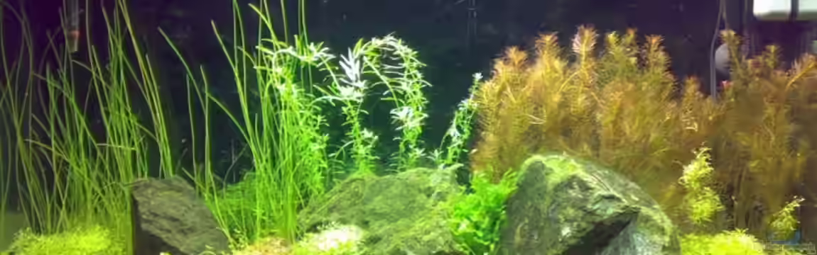 Becken 5078 von David Nachtweih