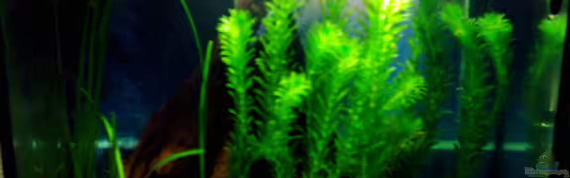 Becken 5105 von Beatrix Schwemer