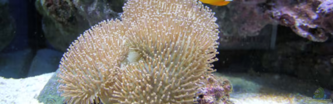 Becken 5109 von lex2lex