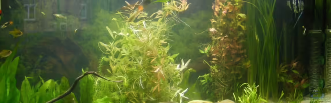 Becken 5133 von Adamov