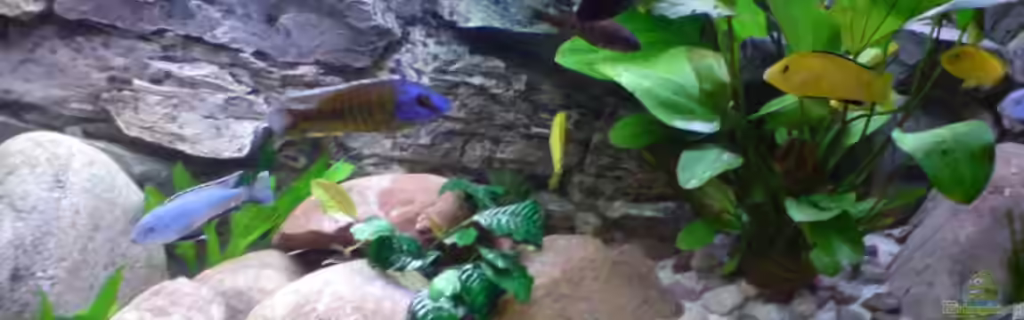 Becken 5146 von Astralo