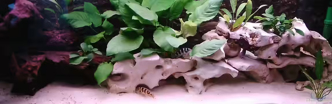 Becken 515 von Marc Weise