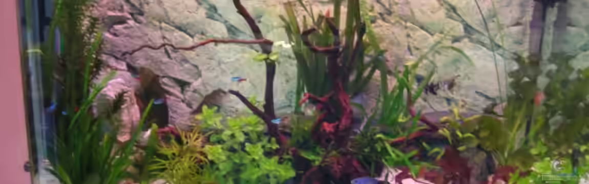 Becken 5173 von Maik Gisselmann