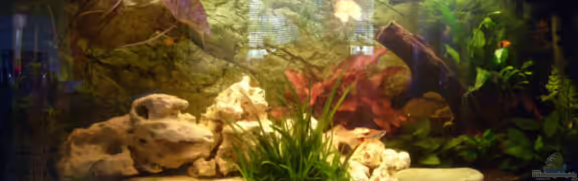 Becken 5182 von Alexander Kuhnhardt