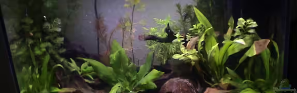 Becken 5212 von Max Mathieu