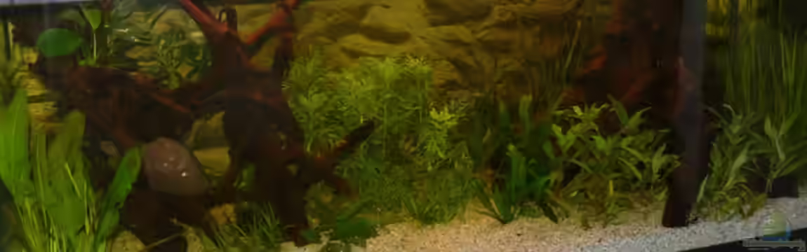 Becken 5225 von Ralf Schmitz