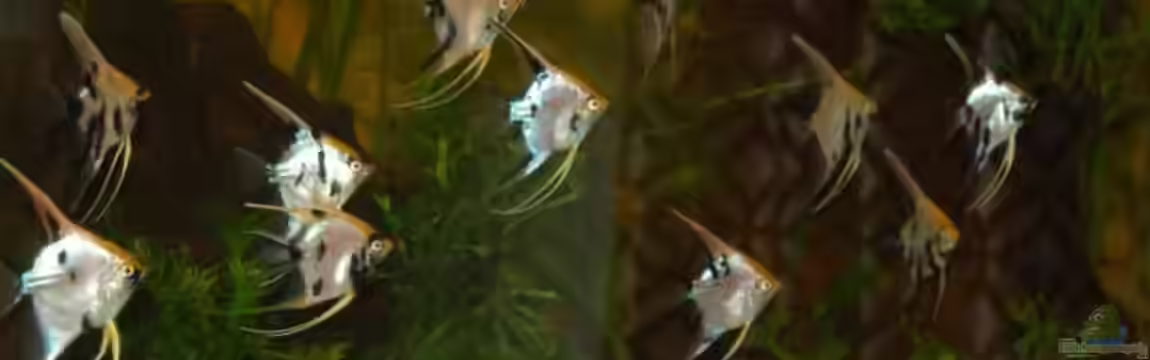 Becken 5231 von Irene Kotowski