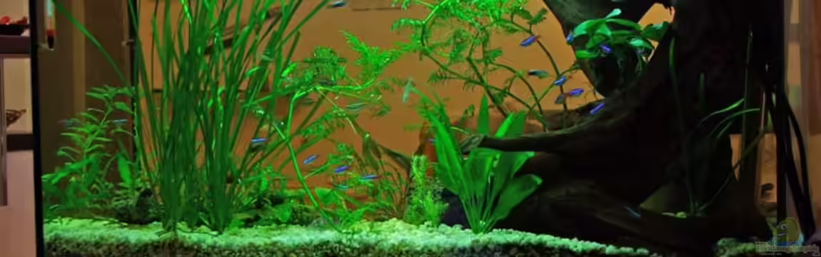 Becken 5234 von Martin Bagar