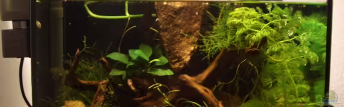 Becken 5241 von Nadine Euringer