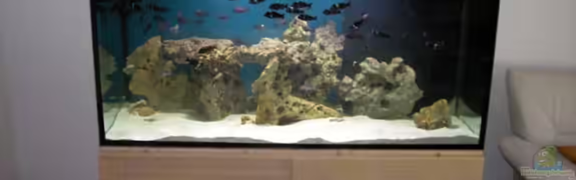 Becken 5265 von Oliver Schulte