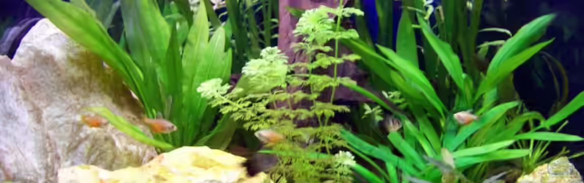 Becken 5272 von Andreas Schneider