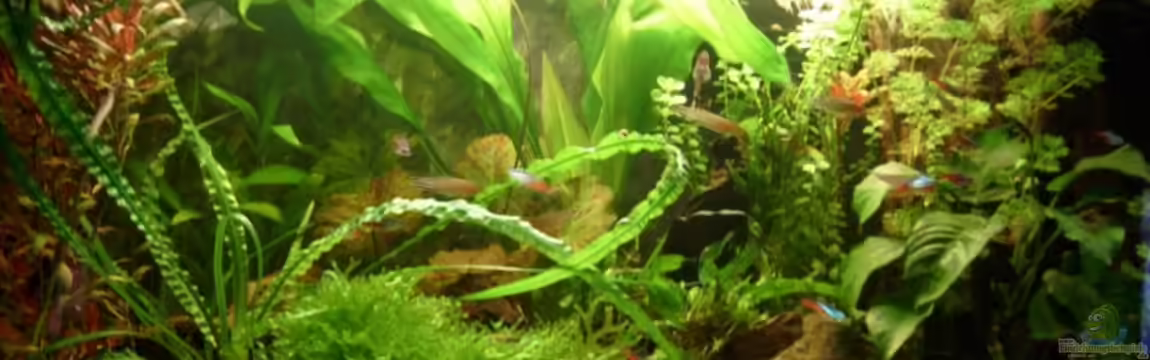 Becken 5274 von Matthias Schuster