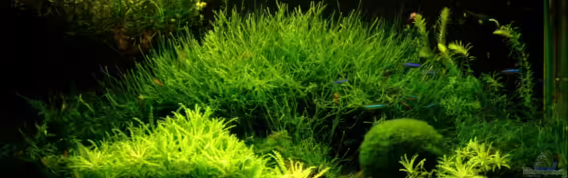 Becken 5277 von Jürgen Bolz